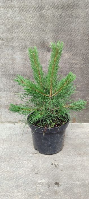 Продажа кустарников и деревьев оптом