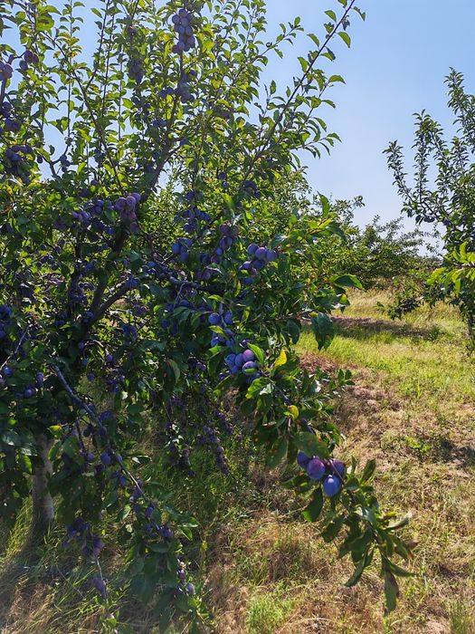 Vand prune pentru tuica