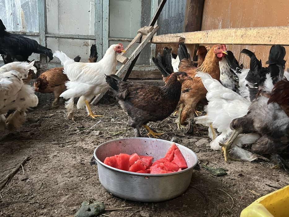 Продам кур петухов