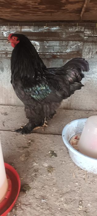 Moțată olandeză,Brahma