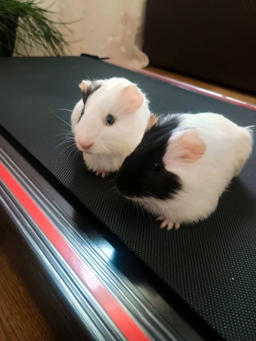 Porcușori de guineea