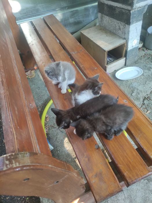 Подарявам малки котета