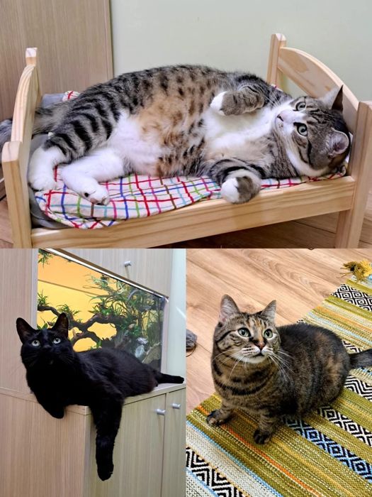 Donez 2 pisicute o fata și un motan