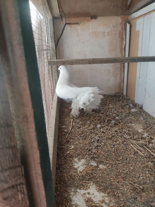 Продам два голубя павлина