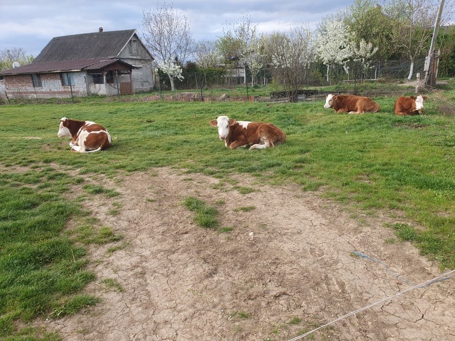 Vand 5 juninci baltate