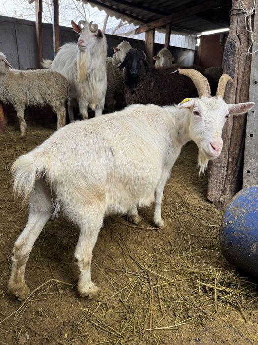 Продам зааненскую козу