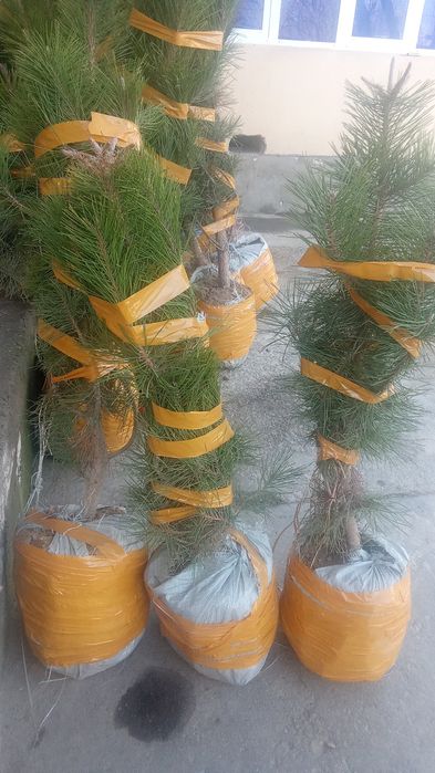 Qrim majvinik sasna tuya bor