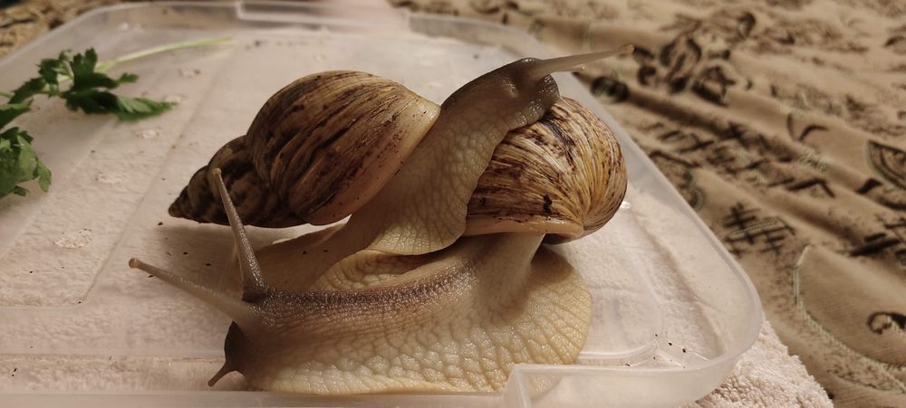 Продам улиток Ахатин