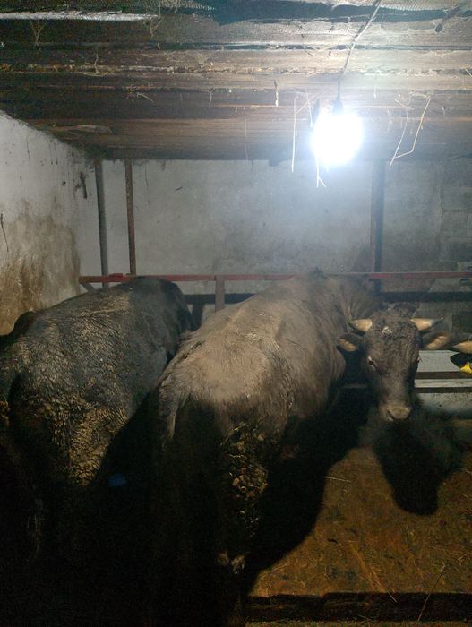 Продам Быков породистых