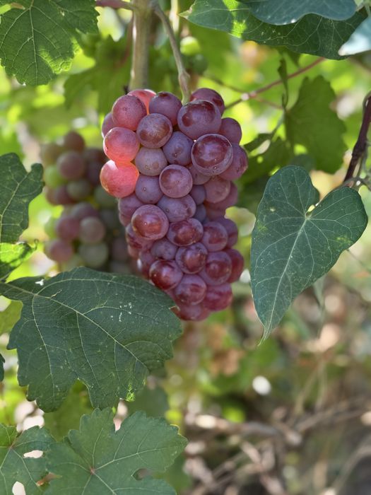 Vand struguri de vin diferite soiuri ,direct producator