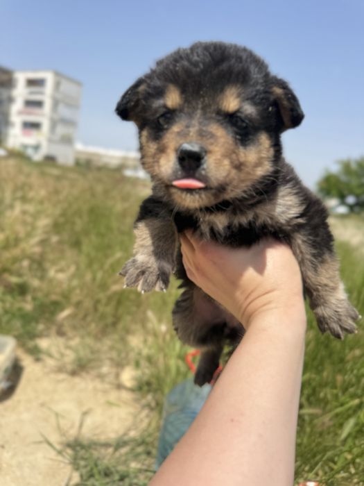 Щенок , 1 месяц , девочка , очень добрая малышка