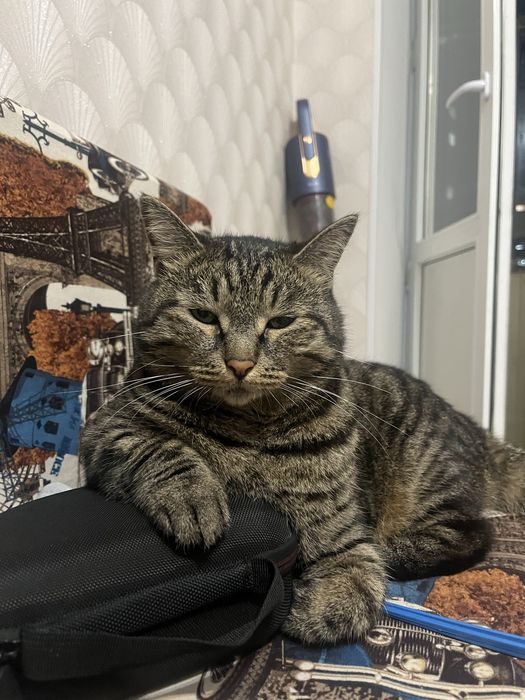 Отдам кота в хорошие руки