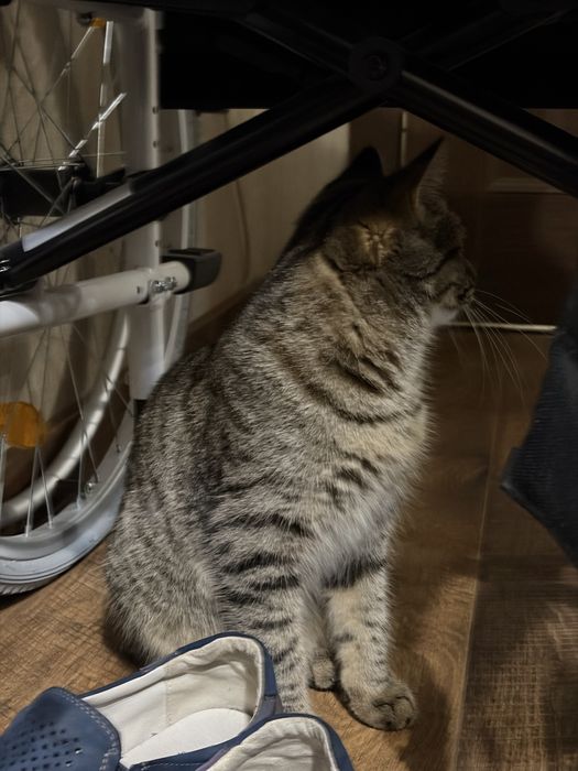 кошка кайла почи годик
