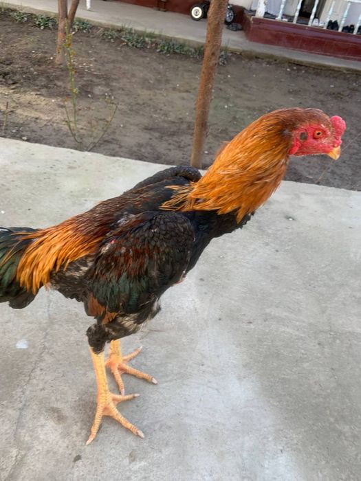 Жожа хороз сотилади срочни