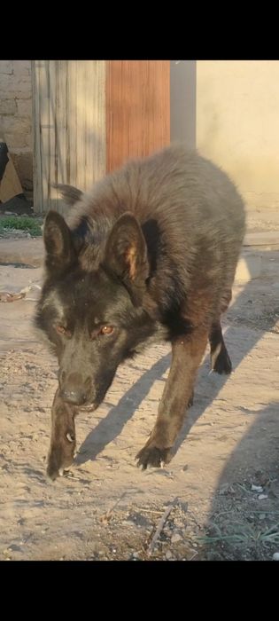 Черная немецкая овчарка