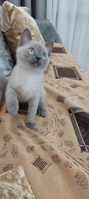 Отдам бесплатно котенка