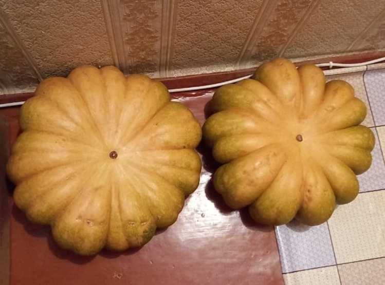 Сладкая сочная тыква.