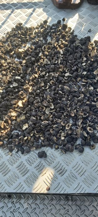 uscate trufe negre congelate in vid delicate rafinate,