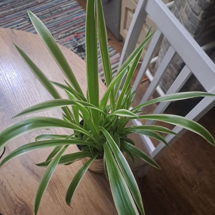 Хлорофитрум продам