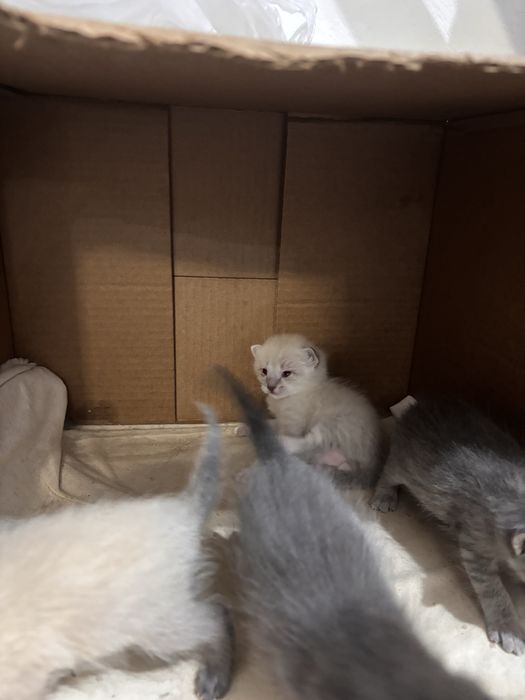 Котенок 3 девочек 3 мальчика