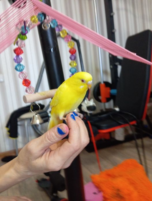 Продаётся попугай