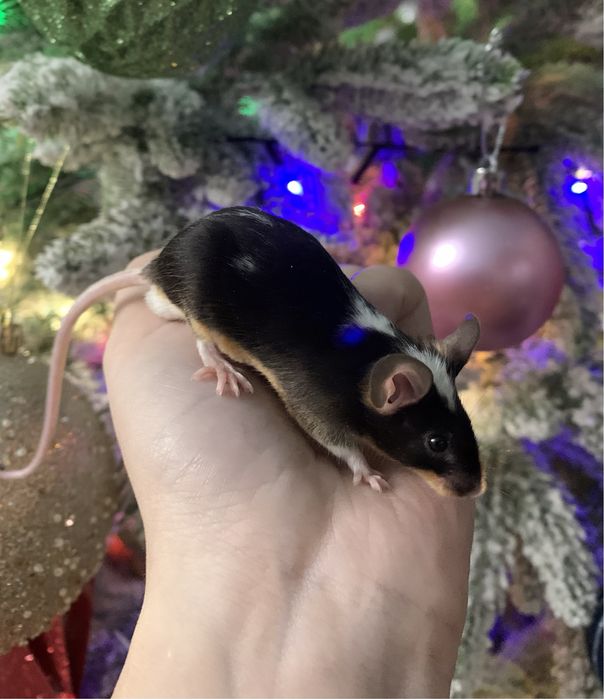 Декоративные мыши разных окрасов!