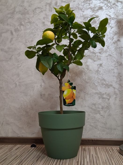 Lamai altoit 70-80 cm