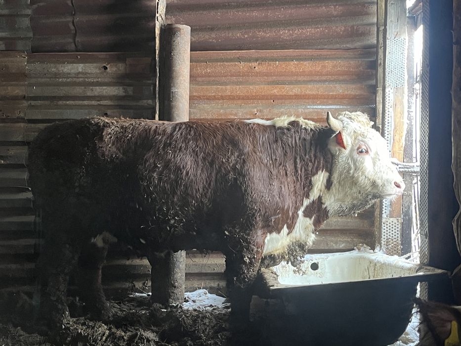 Продам бычков 16 голов