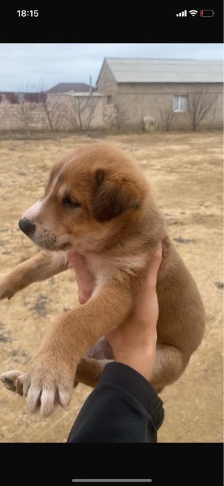 Продаётся щенка полтара месяц девушка