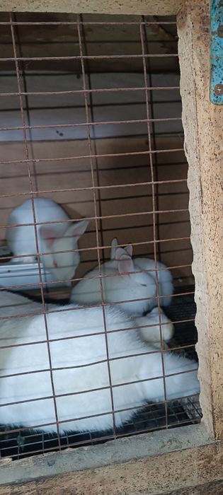 Продам кроликов Белый Панон