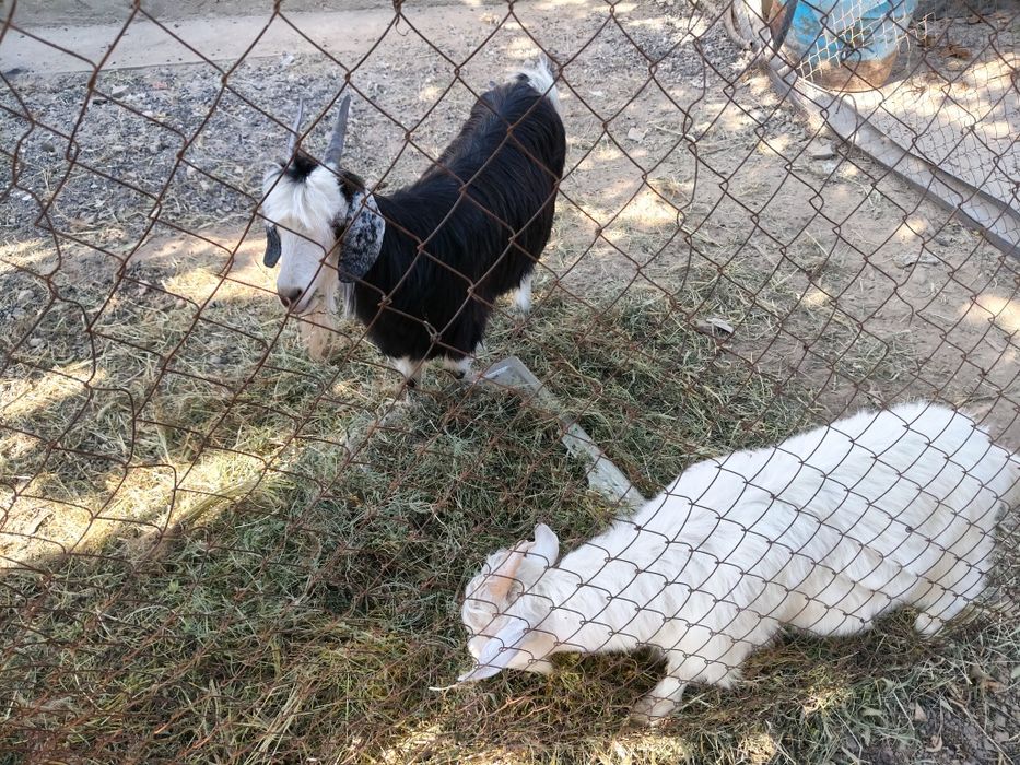 Продам козу и козлика