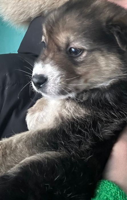 Щенки Дворняжки в Добрые Руки