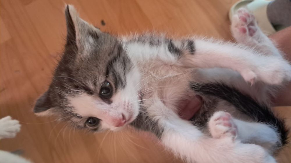 Котята отдам в добрые руки!
