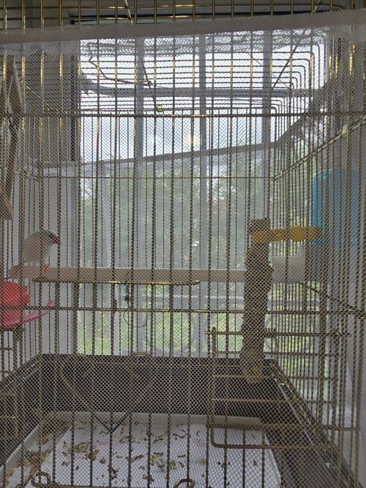 Продам амадинов самцов