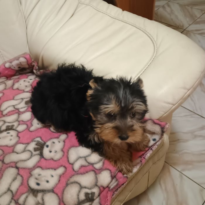 Fetiță Yorkshire Terrier Mini