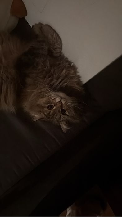 Продаётся кот породы шотландский