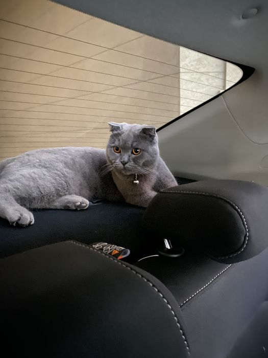 Вязкага эркак мушук скотиш-фолд/ Кот для вязки скотиш-фолд