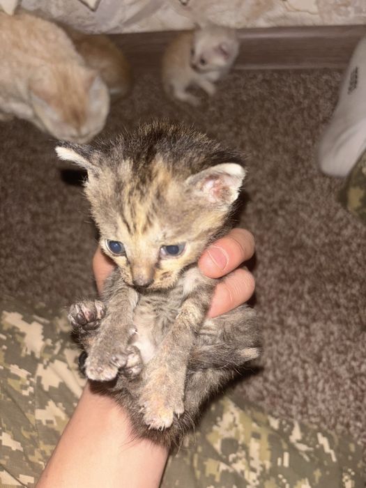 Отдам котят 4 пацана 1 девочка