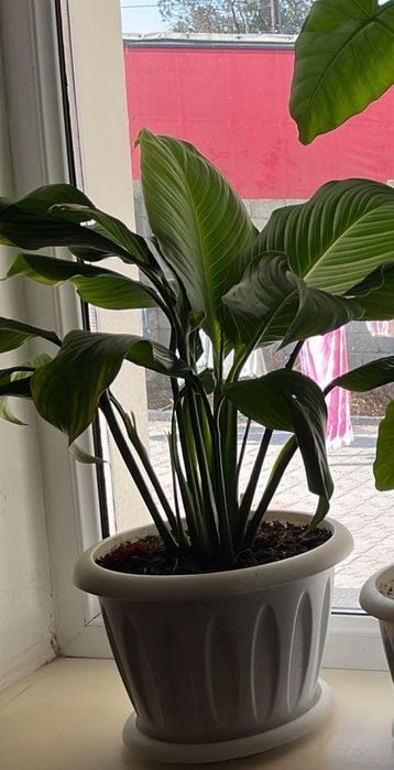 Комнатные растение