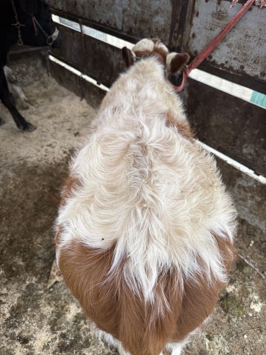 Vand o vitea si un tauras