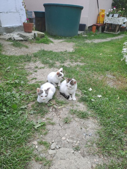 Pisoiași blînzi de vînzare
