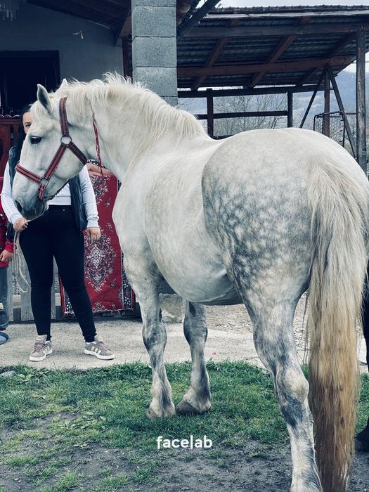 Iapa si manz De vânzare sau la schimb: 0746390052