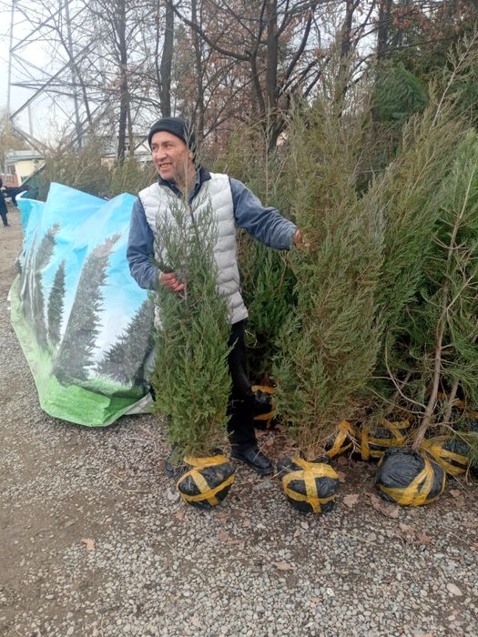 Арча кучатьари сотилади