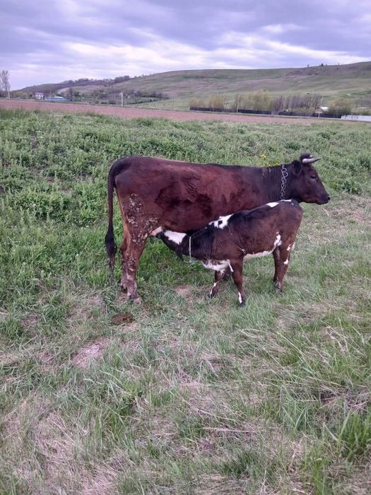 Junica prima fătare vacă