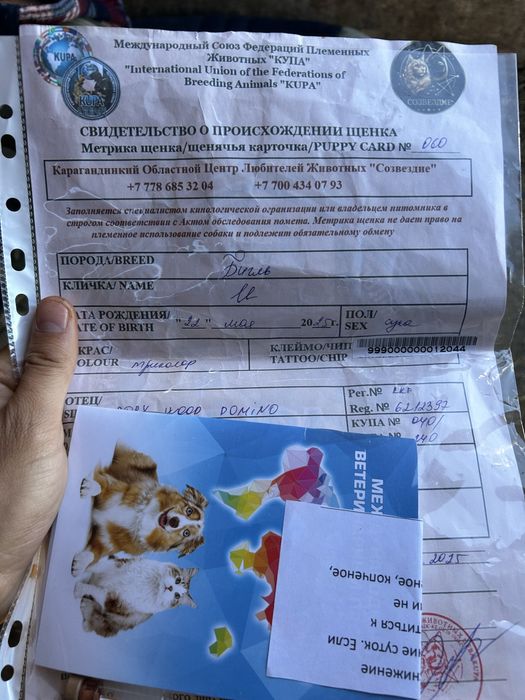 Собака парода бигль 3 мес