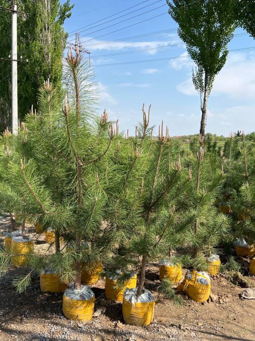 Продам декоративные деревья, в любом количестве