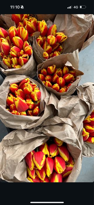 Тюльпан, тюльпаны корпаративные заказы