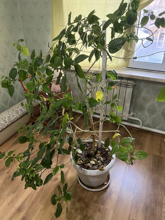 Китайская роза , роза , цветы