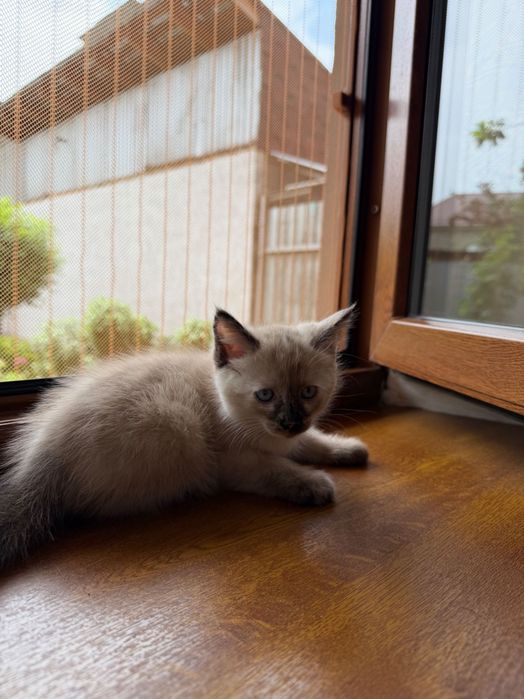Котята в хорошие руки