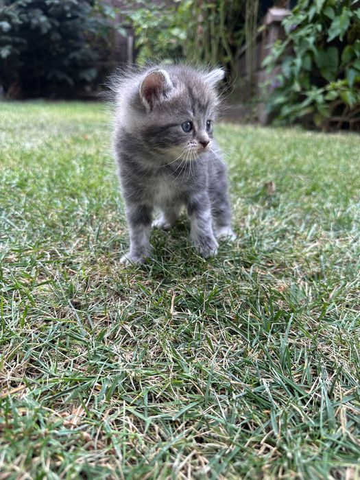 Котята британские